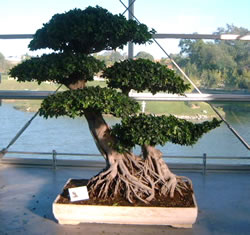 bonsai-2.jpg