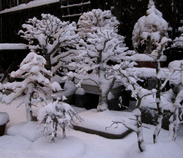 bonsai%20in%20the%20snow%20(2).JPG