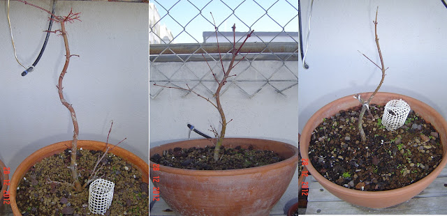 bonsai%2B28dic12%2B011%2Bconjunto.jpg