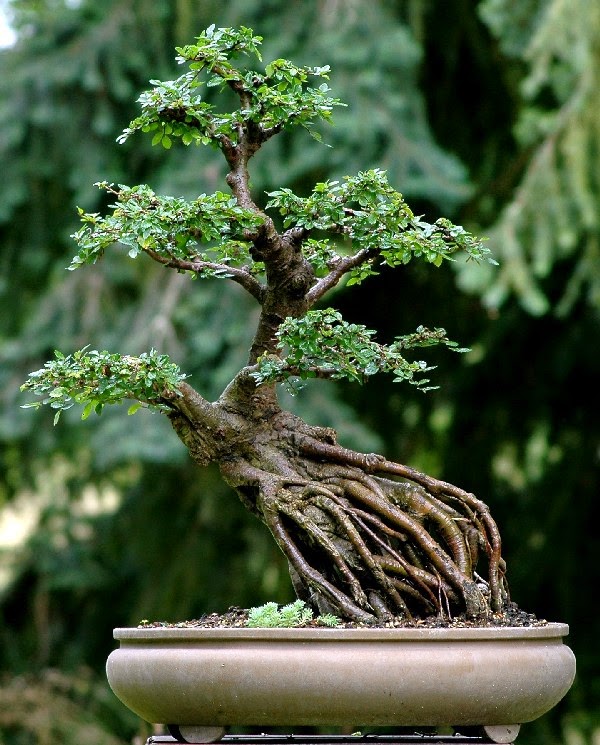 BONSAI%2BNEAGARI1.jpg