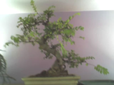 bonsai%7E4.jpg