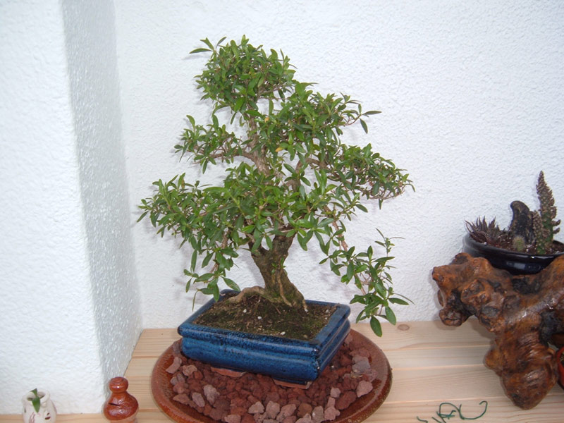 bonsai%7E5.jpg