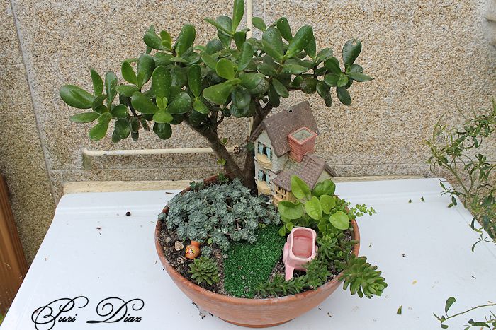 bonsai+crassula+ovata+reflex+14+abril+2012+(10).JPG