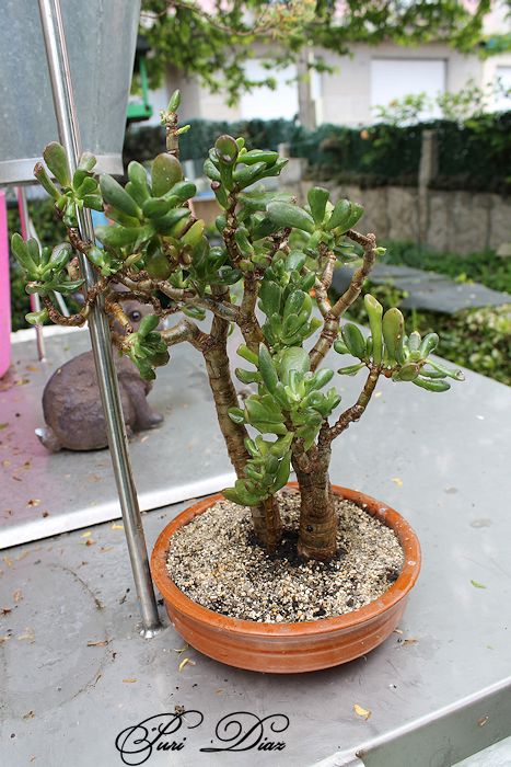 bonsai+crassula+ovata+reflex+14+abril+2012+(5).JPG