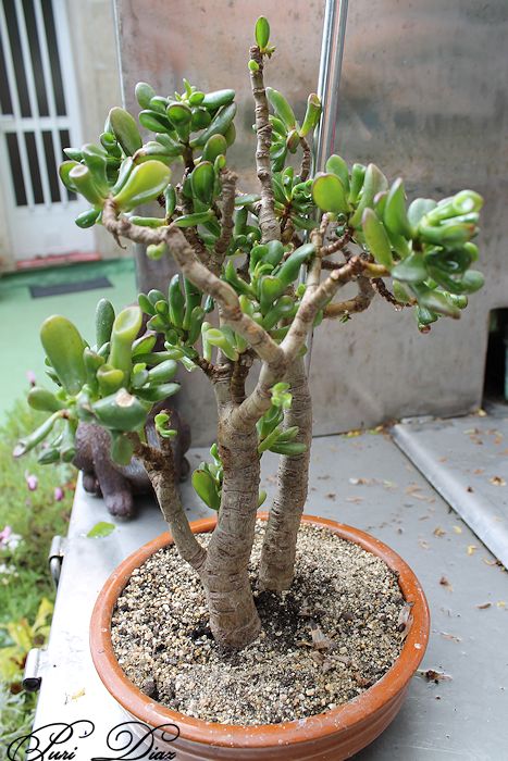 bonsai+crassula+ovta+reflex+14+abril+2012+(33).JPG