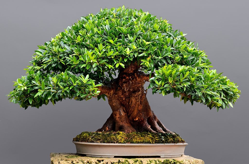 BONSAI-FICUS-1.jpg