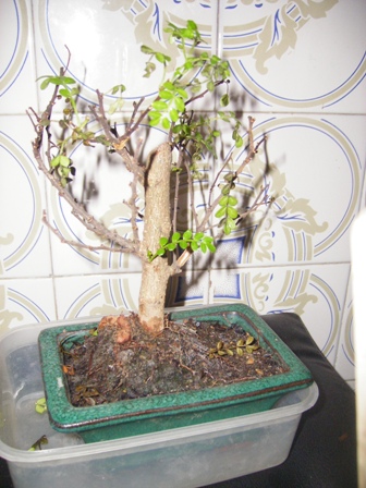 bonsai.JPG