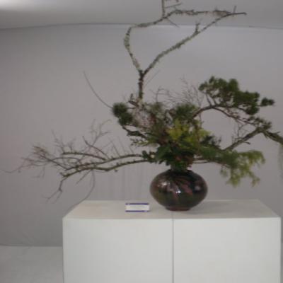 bonsai.JPG