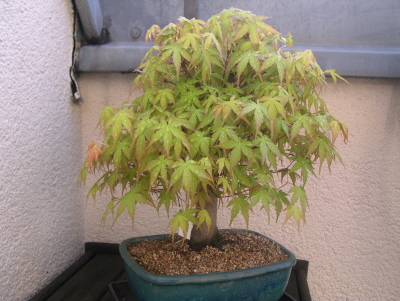 bonsai.jpg
