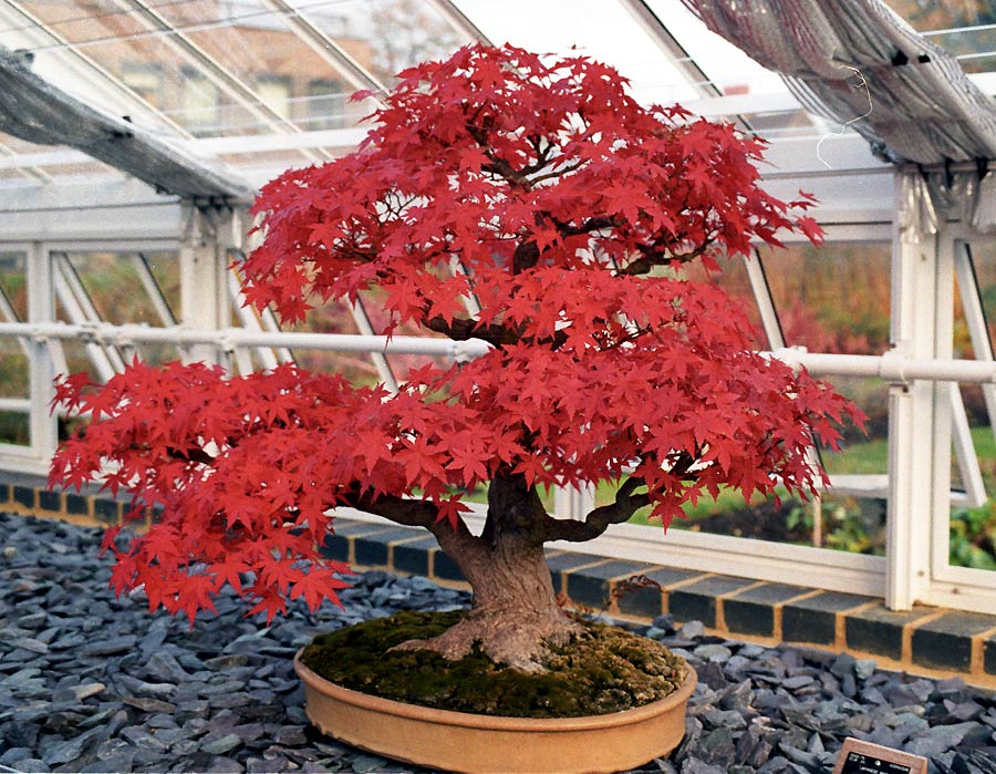 bonsai.jpg