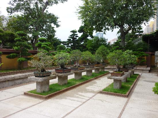 bonsai.jpg