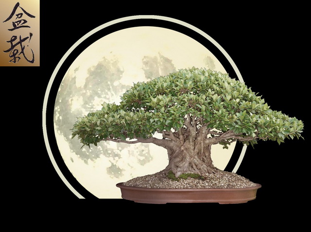 bonsai-logo2x_edited-1-resize.jpg