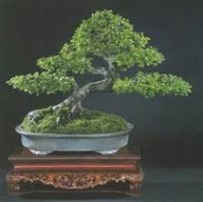 bonsai-olmo-chino2.jpg
