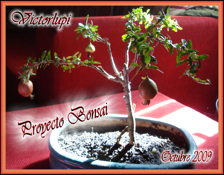 bonsai.png