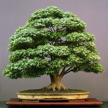 bonsai-seasons-summer.jpg