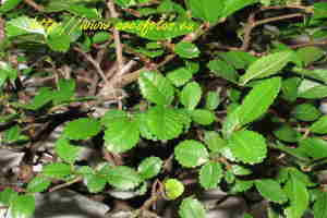 bonsai-zelkova-parvifolia-1.jpg
