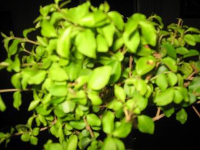 bonsai1%7E3.jpg