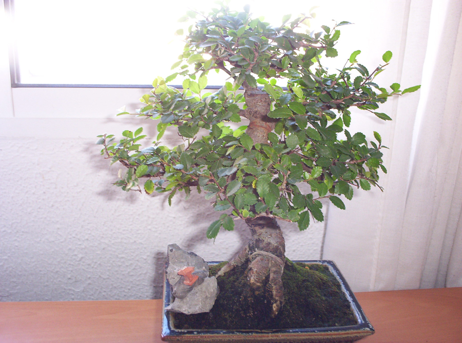 bonsai1%7E4.jpg