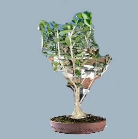 bonsai1.jpg