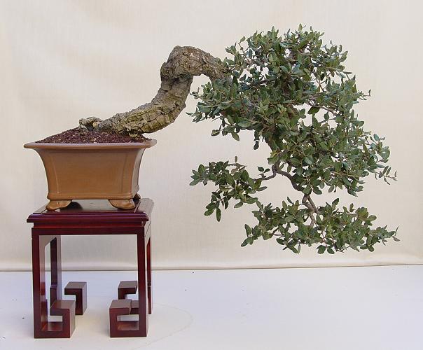 bonsai11.jpg