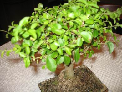bonsai2%7E2.jpg