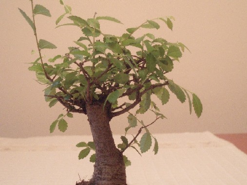 bonsai2.JPG