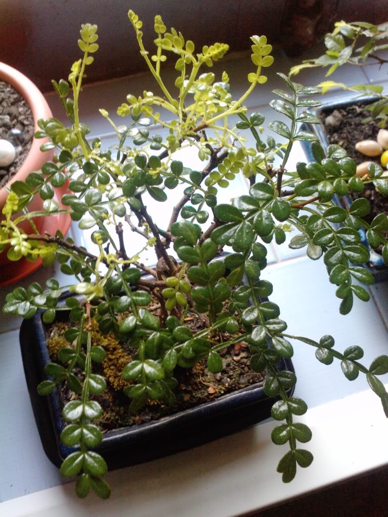 bonsai22-1.jpg