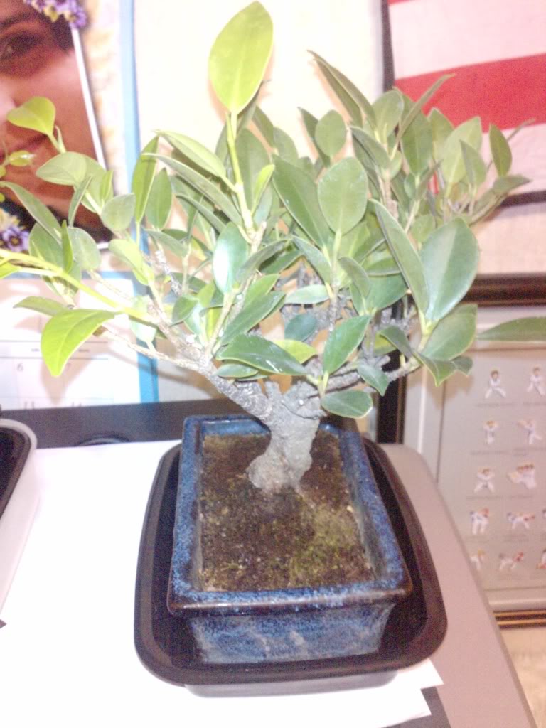 bonsai22.jpg