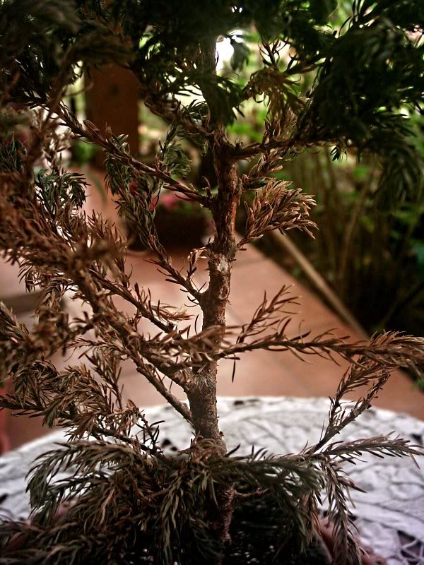 bonsai3.jpg