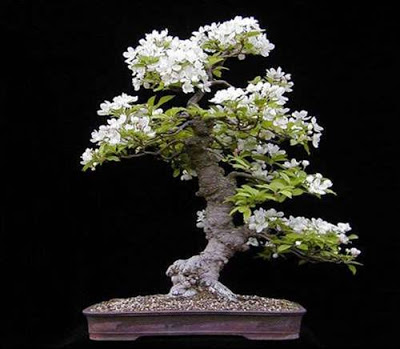 bonsai3.jpg