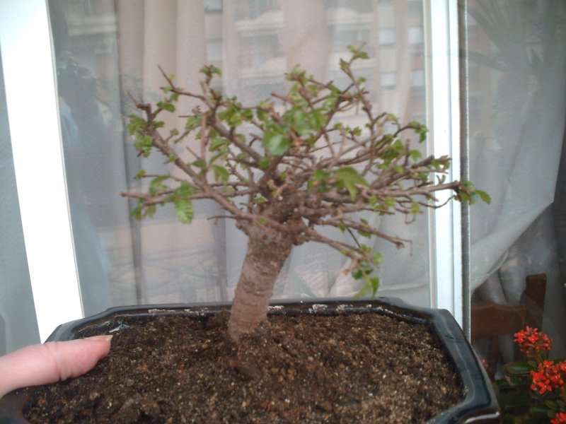 bonsai3.JPG