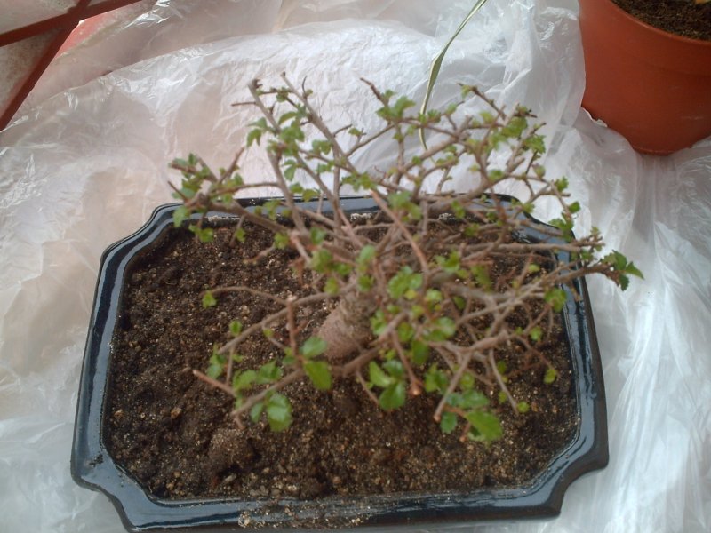 bonsai4.JPG