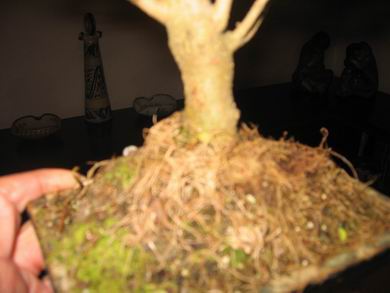 bonsai4.jpg