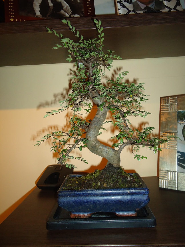 Bonsai8.jpg