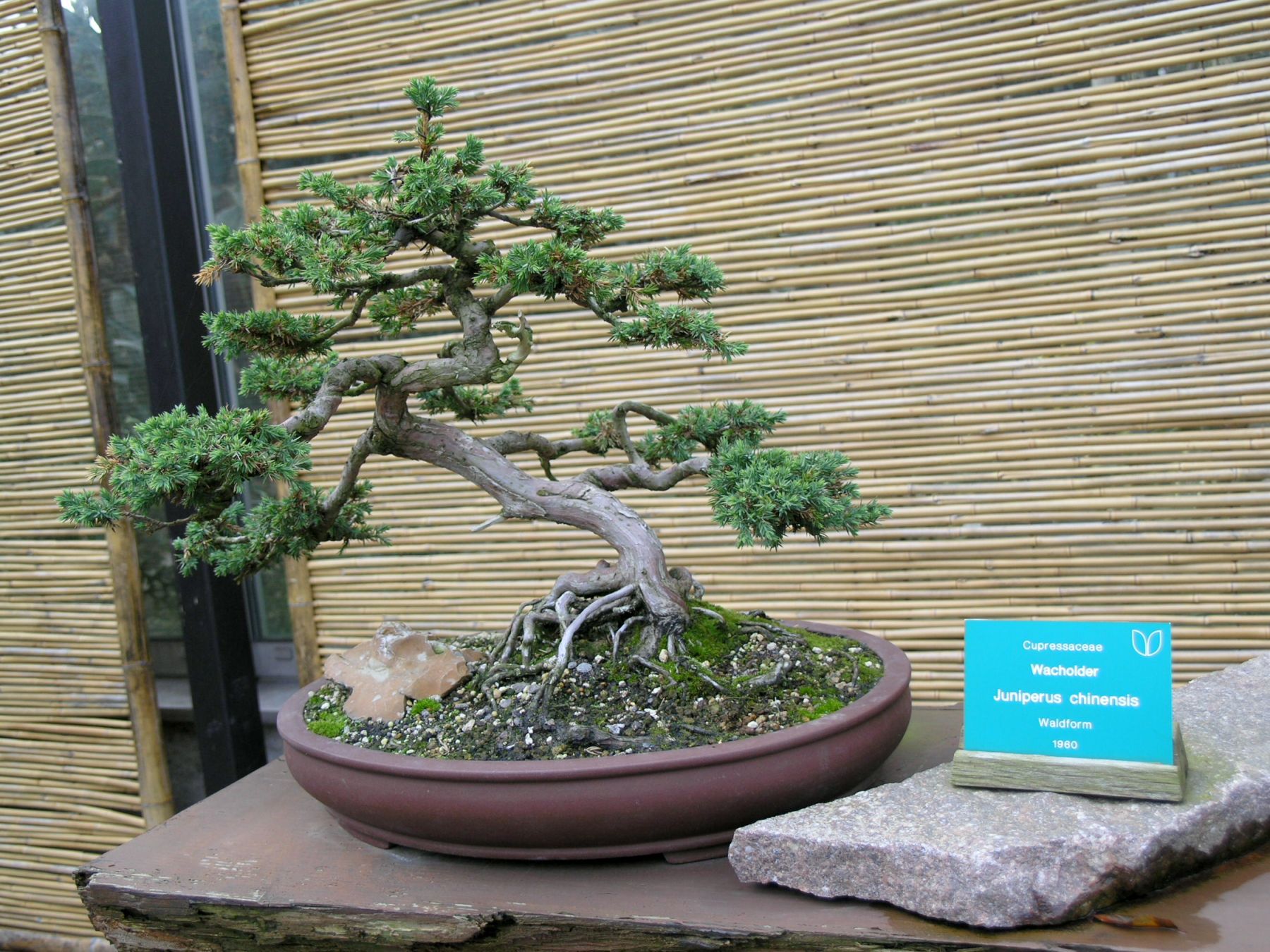 Bonsai_-_juniperus_chinensis_%281960%29.jpg