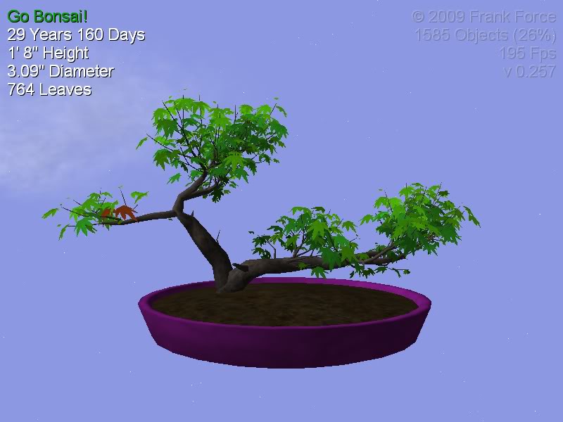 Bonsai_0002.jpg