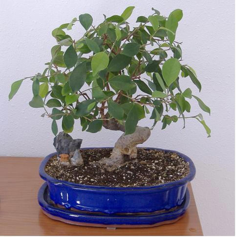 bonsai_2%7E0.jpg