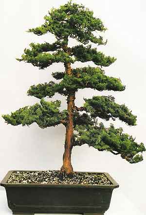 bonsai_hinoki3.jpg