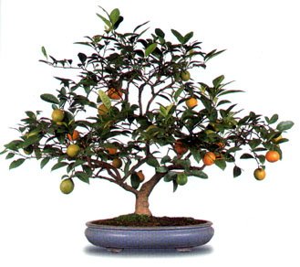 bonsai_naranjo.jpg