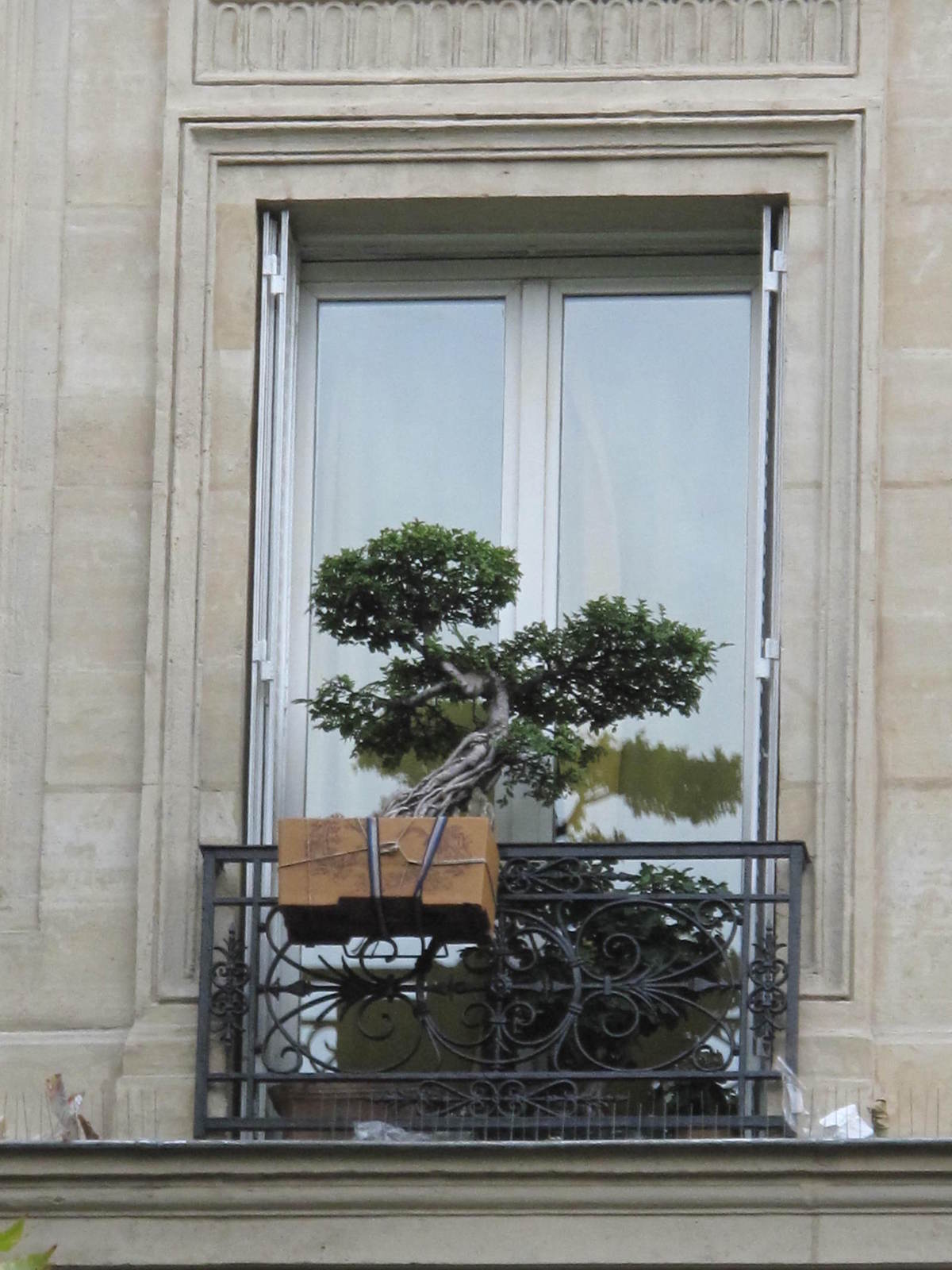 Bonsai_on_window.jpg