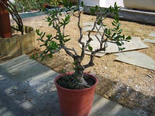 bonsais-olivo.jpg