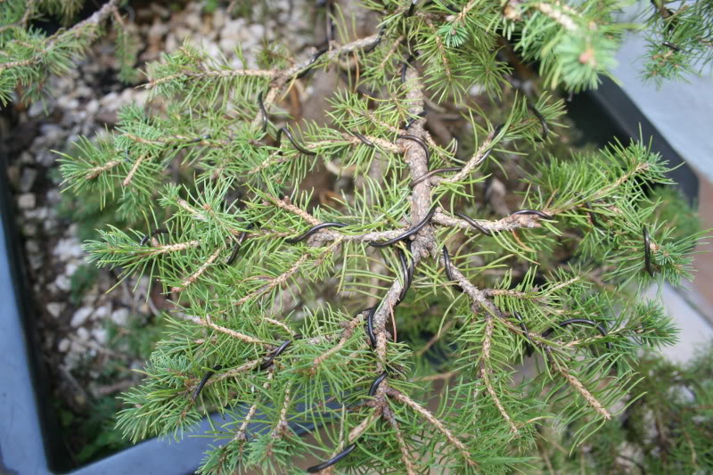 Bonsais022.jpg