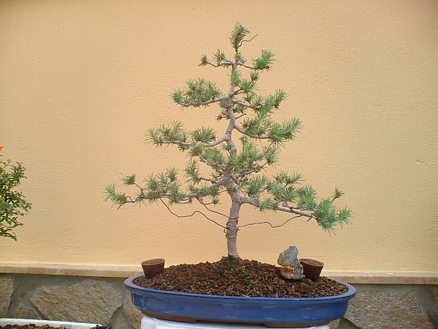 BONSAIS_16_JUNIO_001.jpg