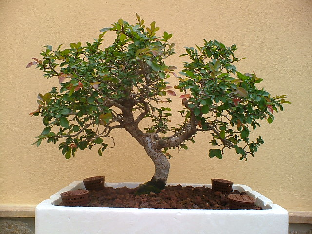 BONSAIS_16_JUNIO_003.jpg