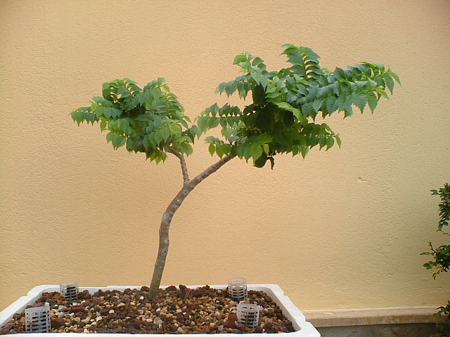 BONSAIS_16_JUNIO_007.jpg