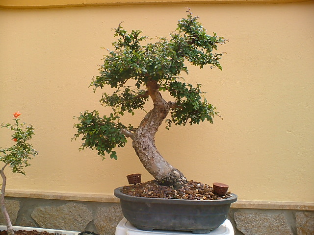 BONSAIS_16_JUNIO_013.jpg