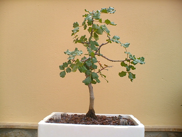BONSAIS_16_JUNIO_014.jpg