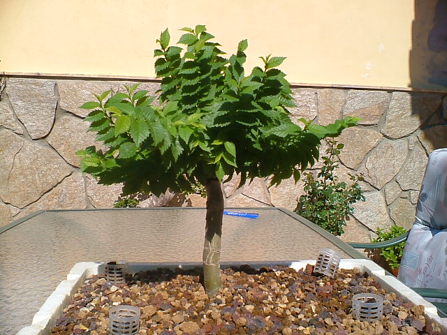 BONSAIS_JUNIO_005.jpg