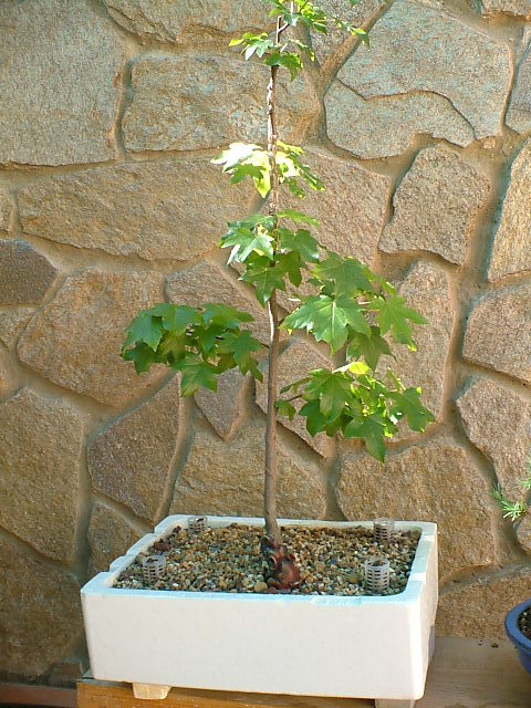 BONSAIS_JUNIO_0151.jpg