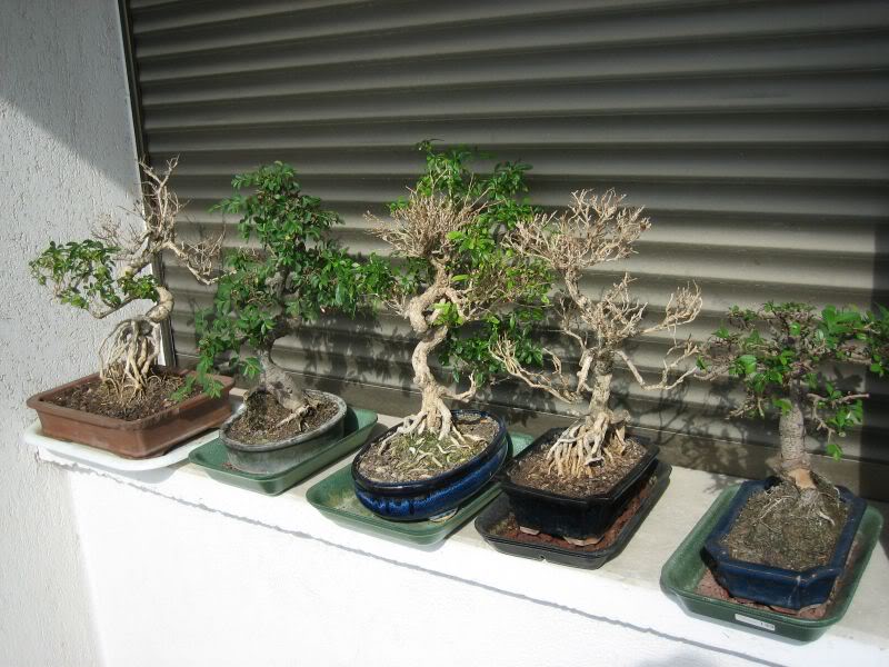 Bonsais_mayo2006_058.jpg